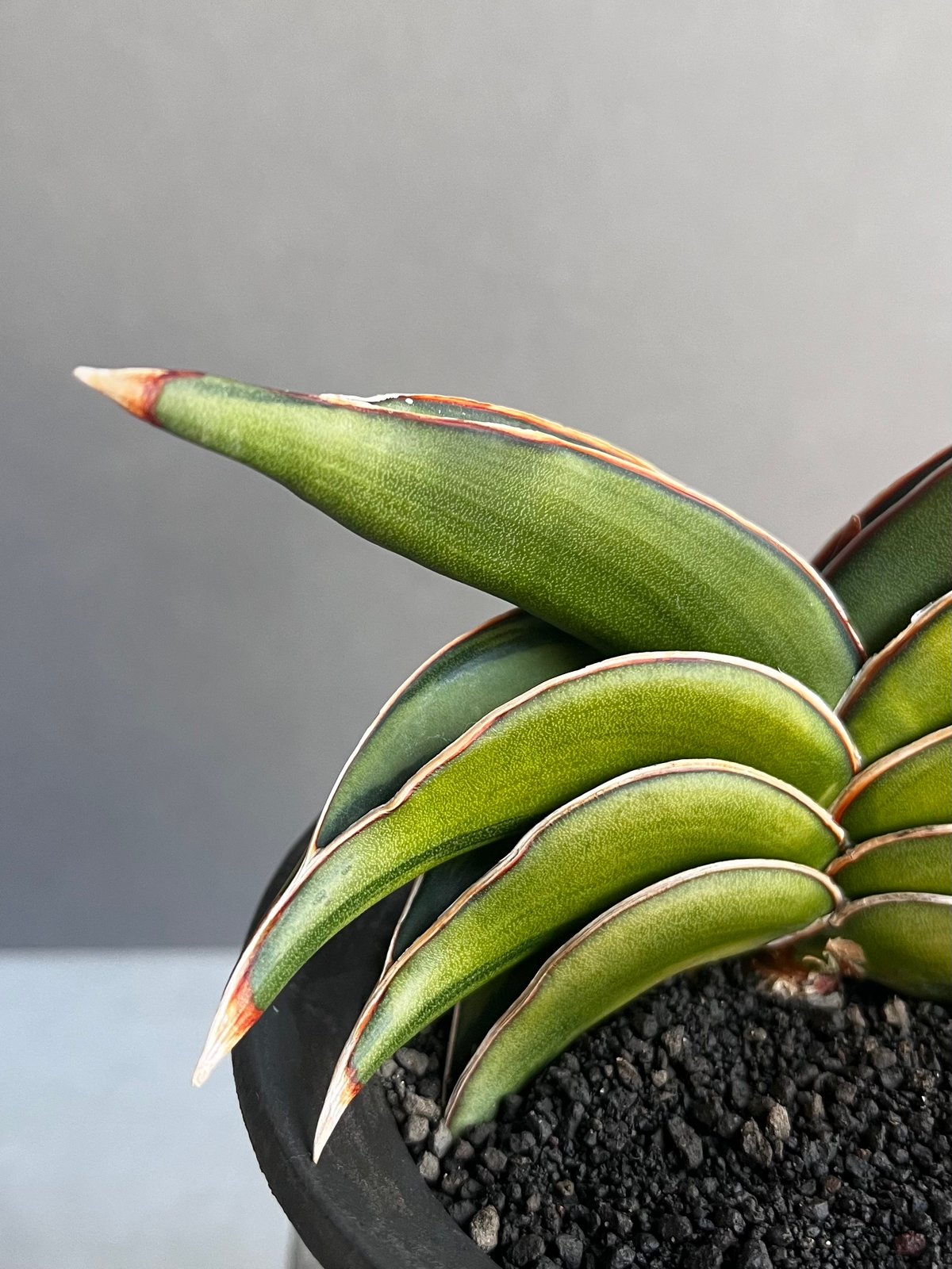 サンセベリア ロリダ 斑入 変異種(選抜個体) 「Sansevieria rorida Var