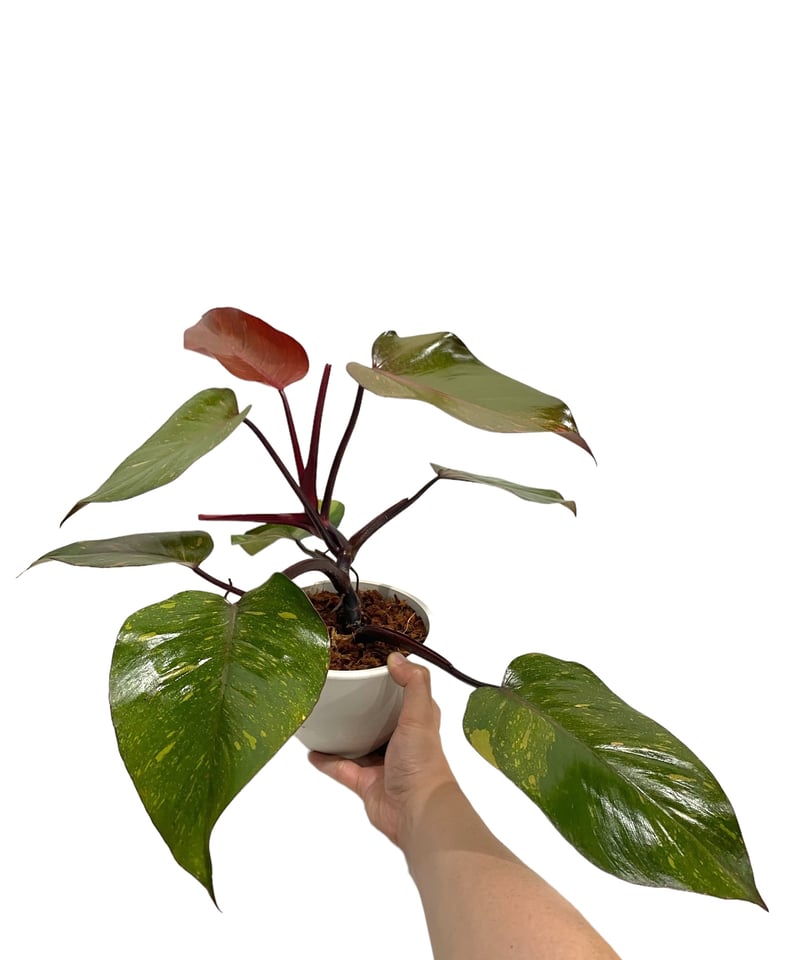 フィロデンドロン オレンジ プリンセス 「Philodendron Orange