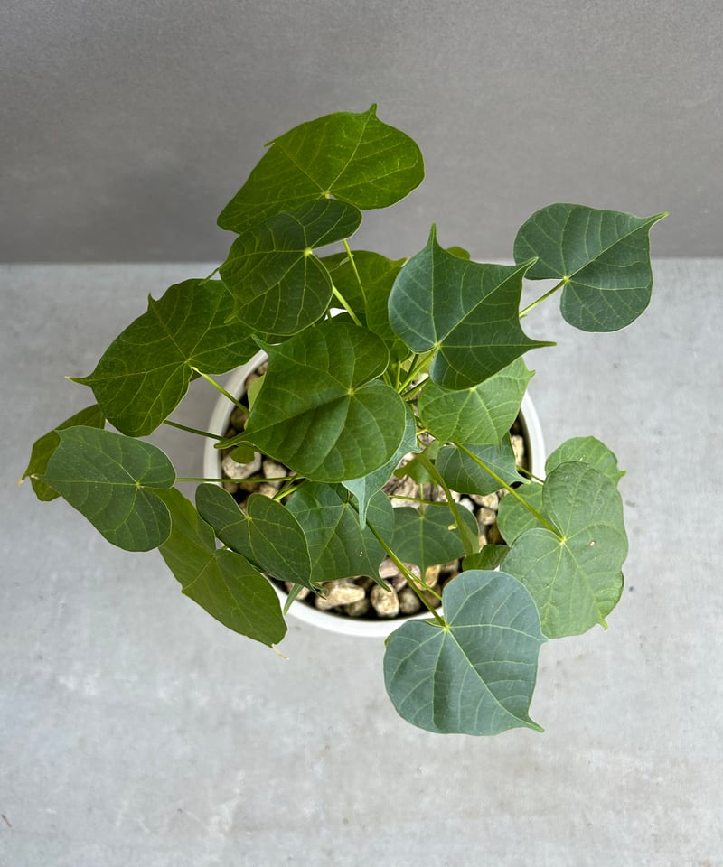 フィルミアナ コロラータ 「Firmiana colorata」56G | SHOUCHIKUEN