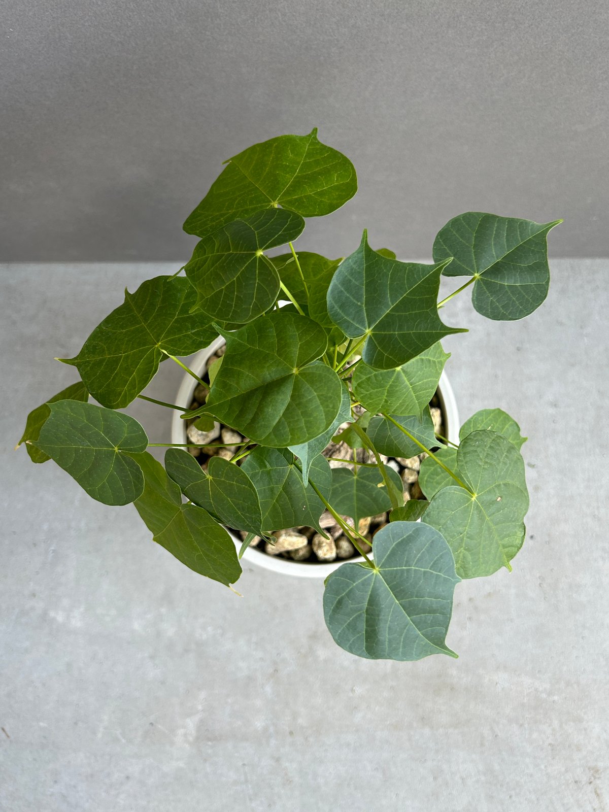 フィルミアナ コロラータ 「Firmiana colorata」56G | SHOUCHIKUEN