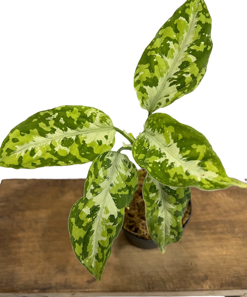 アグラオネマ ピクタム トリカラー「Aglaonema pictum tricolor」66I