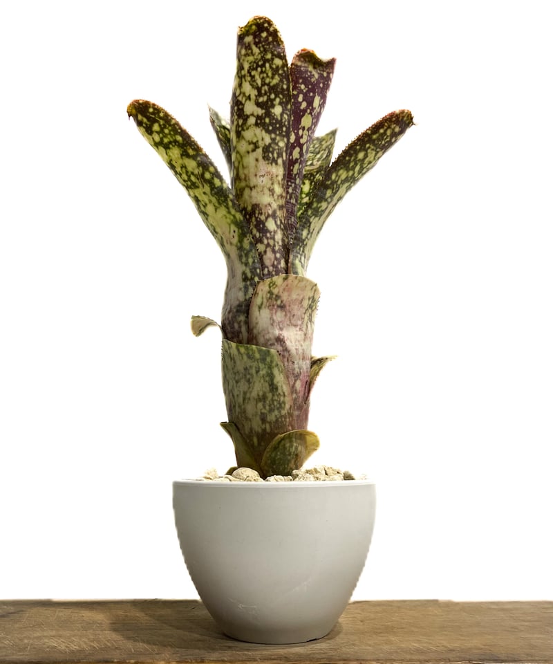 Billbergia 'Kolan man'〔ビルベルギア〕B0287 Billbergia 'Kolan man