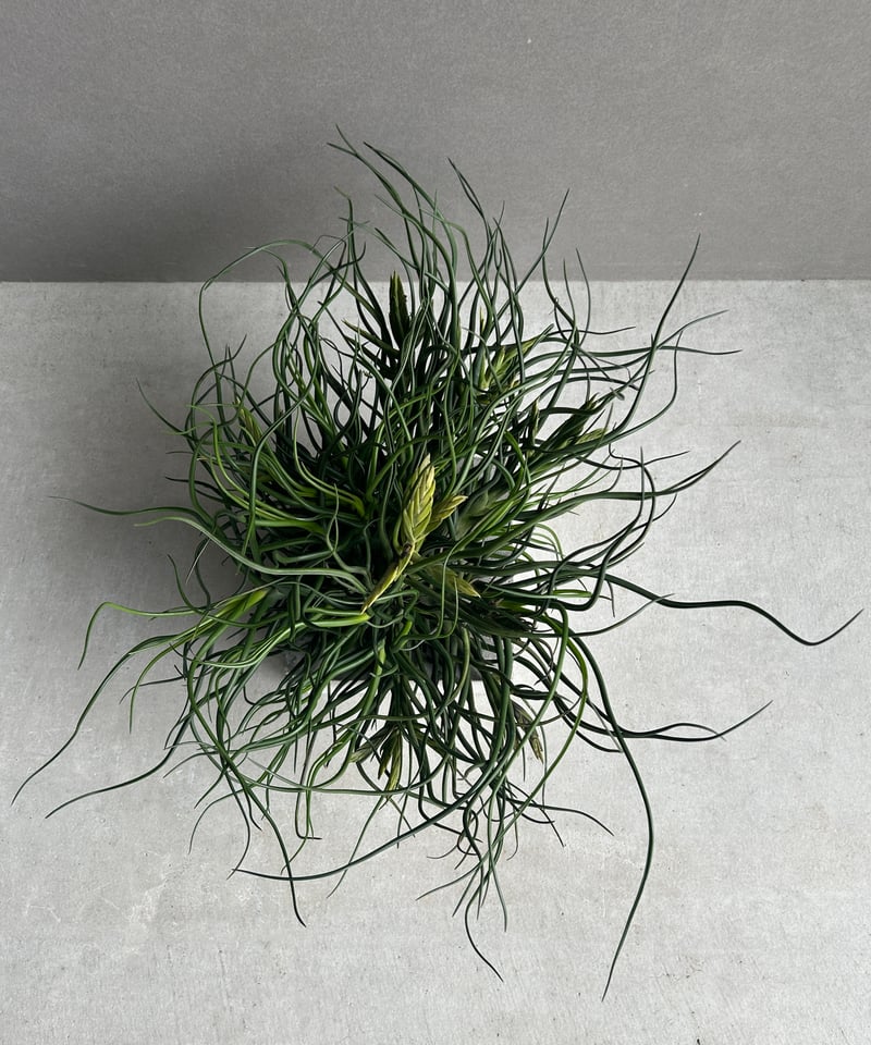 ティランジア ブルボーサ クランプ (実生苗) 「Tillandsia bulbosa clu