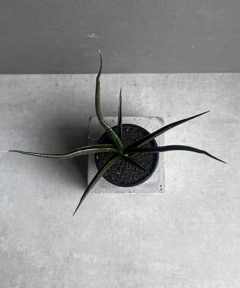 EMP サンセベリア 'ブラック' カラバオ / SA311 EMP サンセベリア 'ブラック' カラバオ / SA311