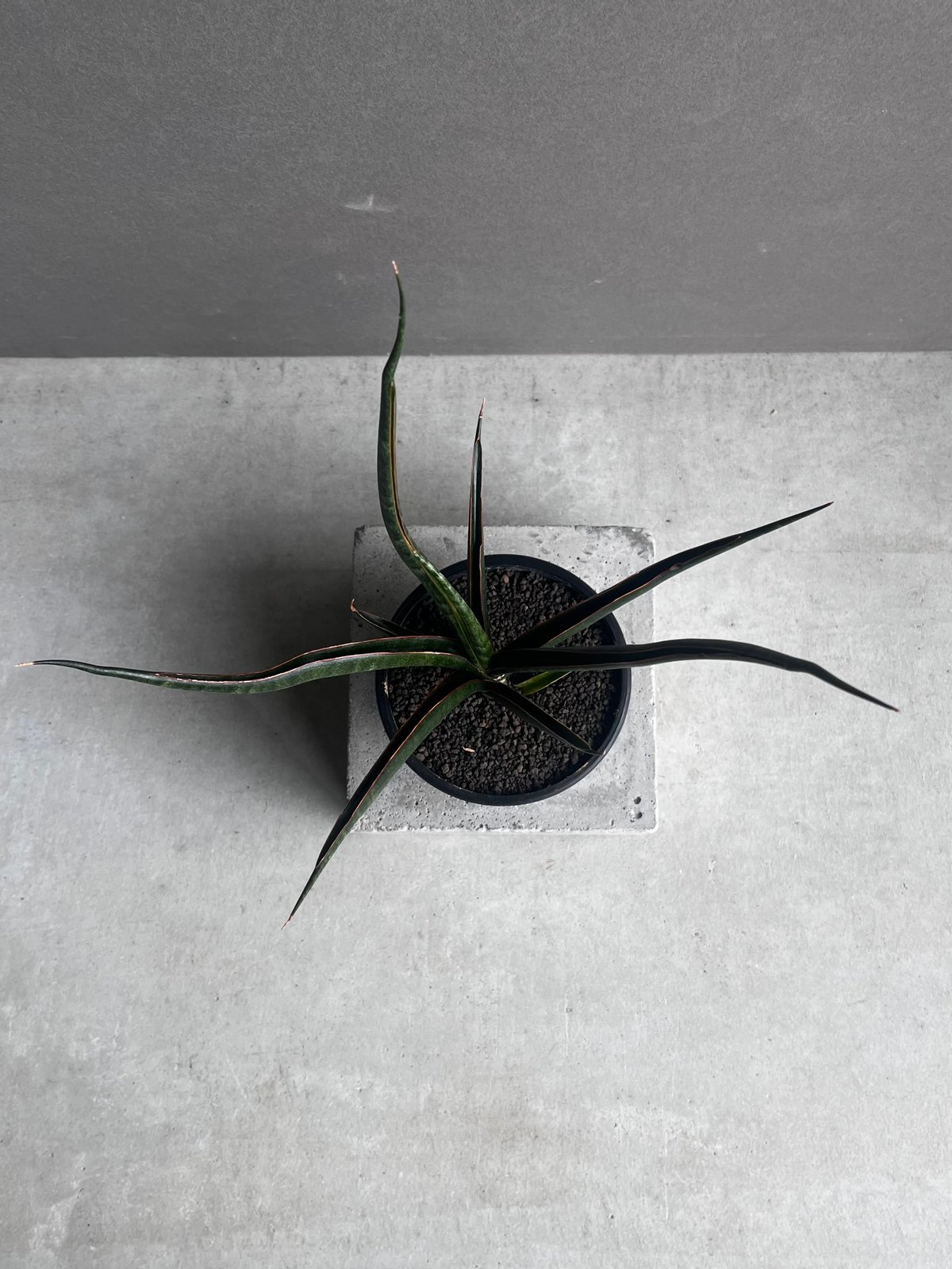 サンセベリア ブラック カラバオ 「Sansevieria Black Carabao (b