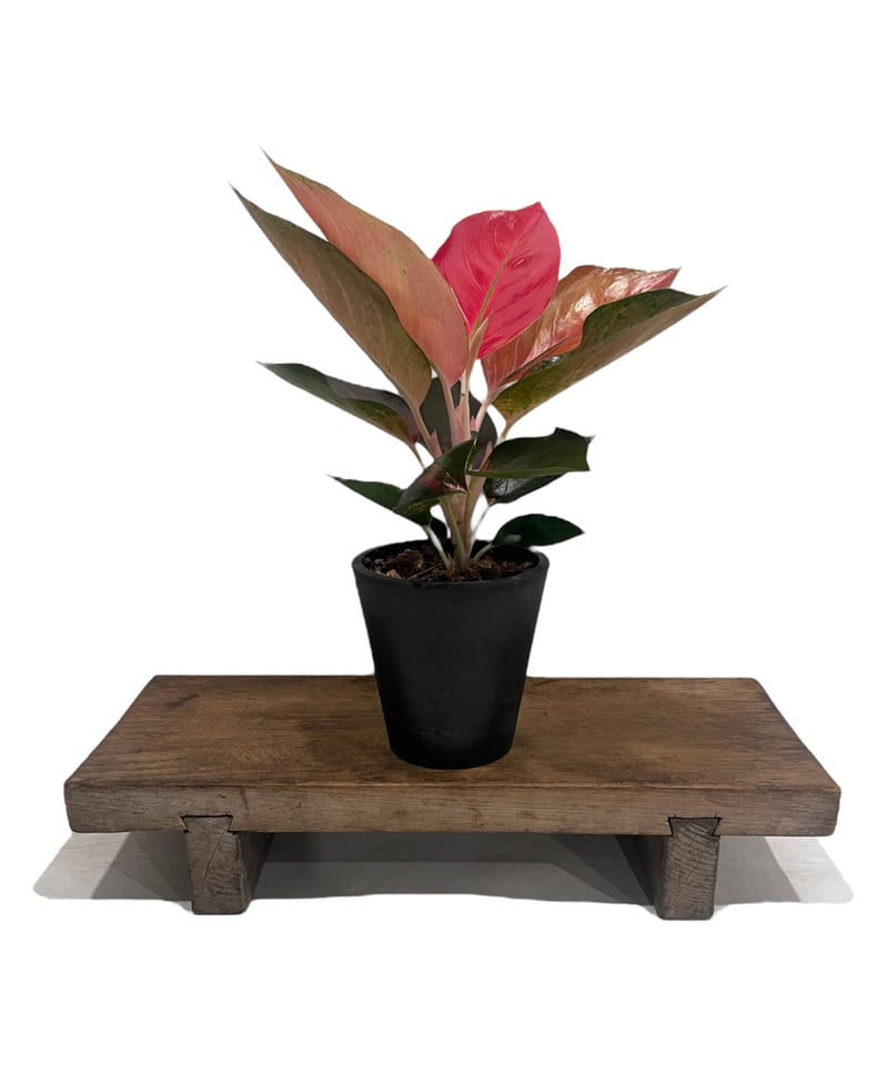 アグラオネマ オレンジ コーチン 「Aglaonema Orange Cochin