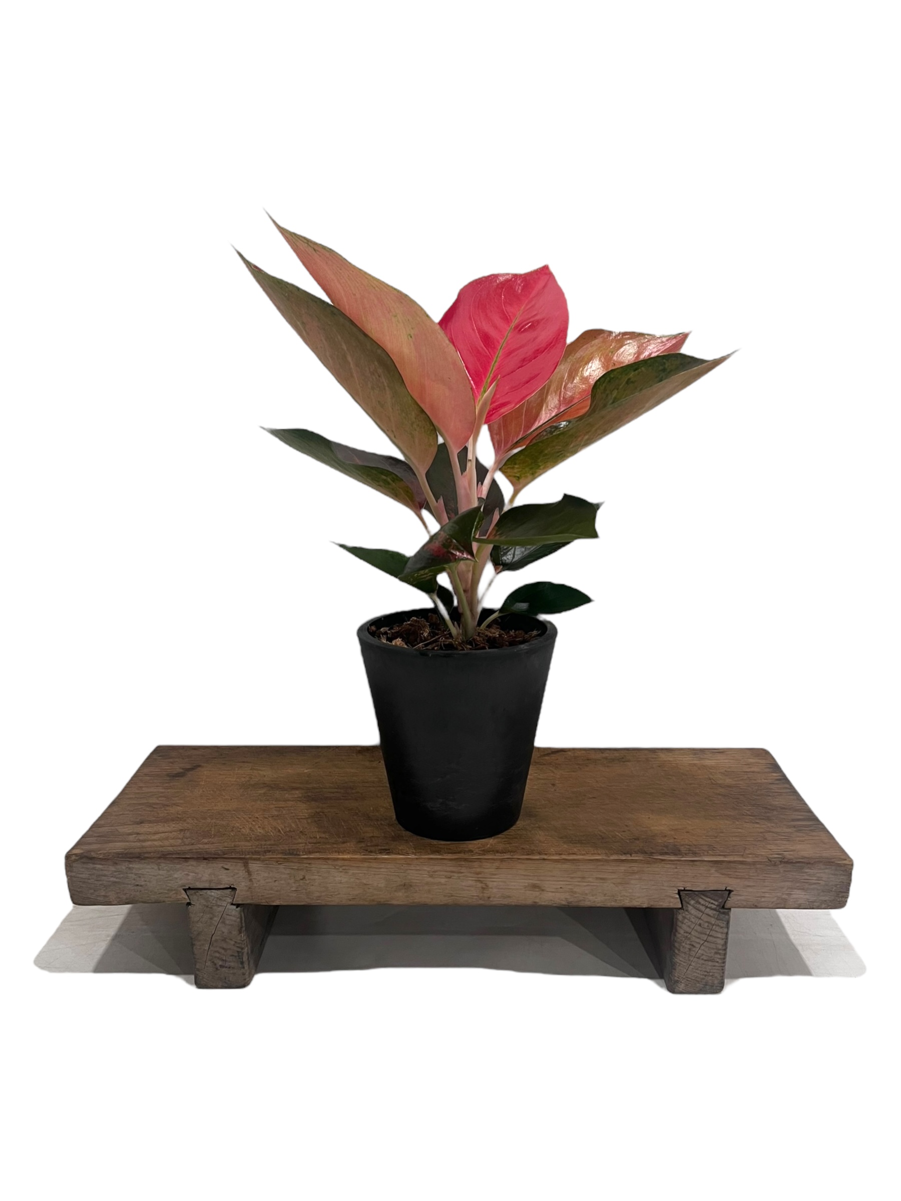 アグラオネマ オレンジ コーチン 「Aglaonema Orange Cochin」66V |