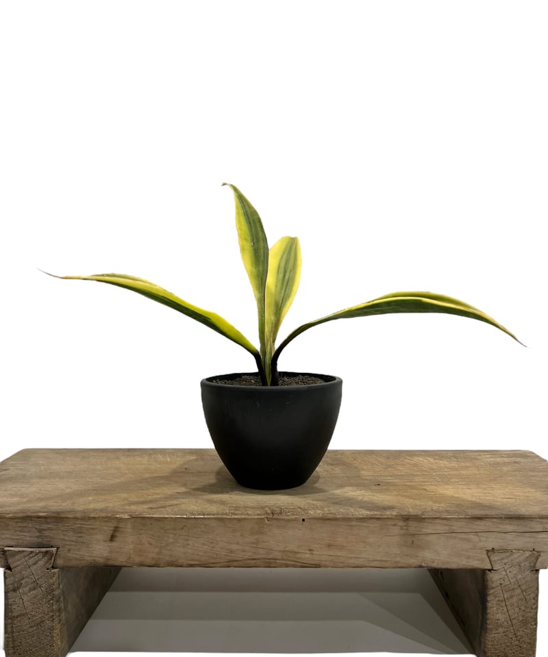 サンセベリア サドワラ ケーブス 斑入 Sansevieria Sudwala