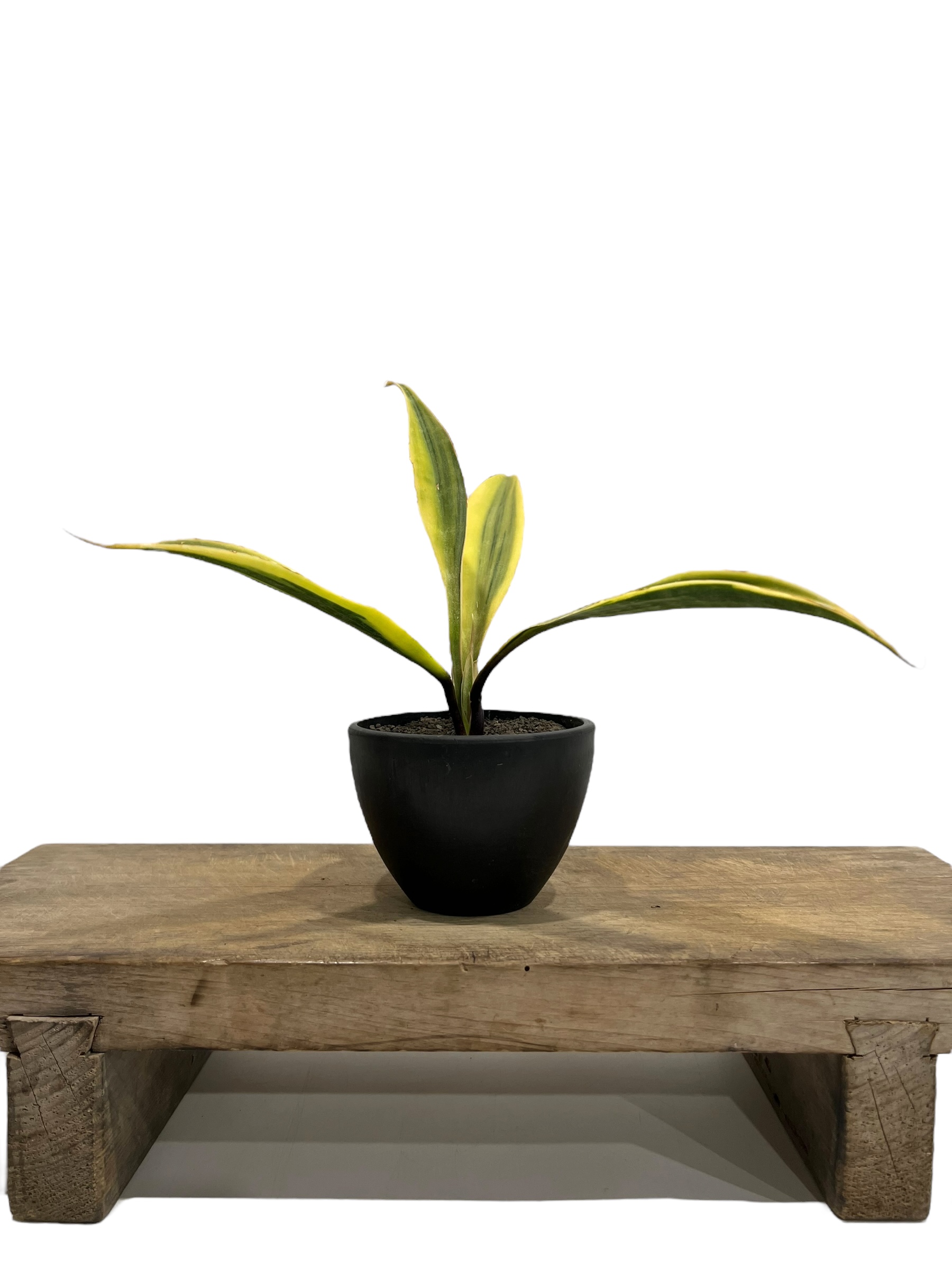 サンセベリア サドワラ ケーブス 斑入 Sansevieria Sudwala caves v