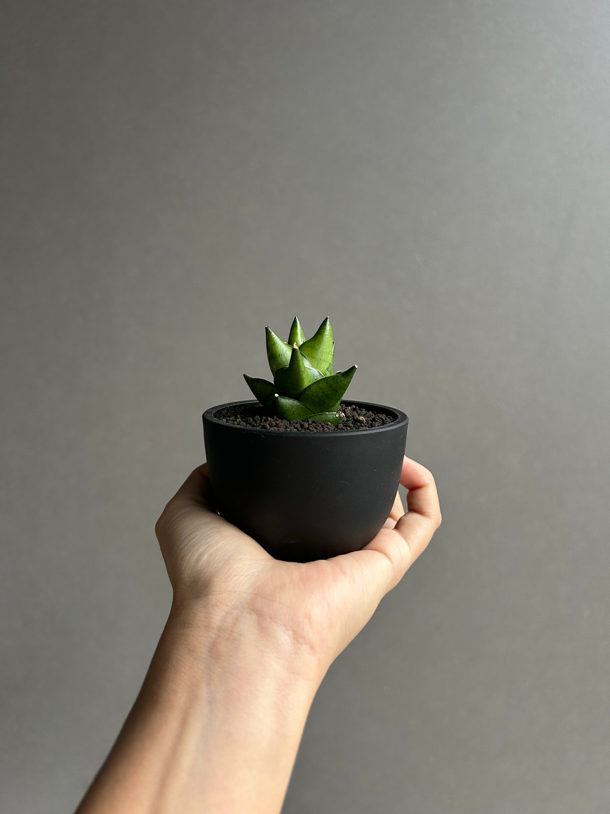 サンスベリア Sansevieria Green Ant A サンセベリア グリーン アント(ドワーフ)「Sansevieria Green Ant