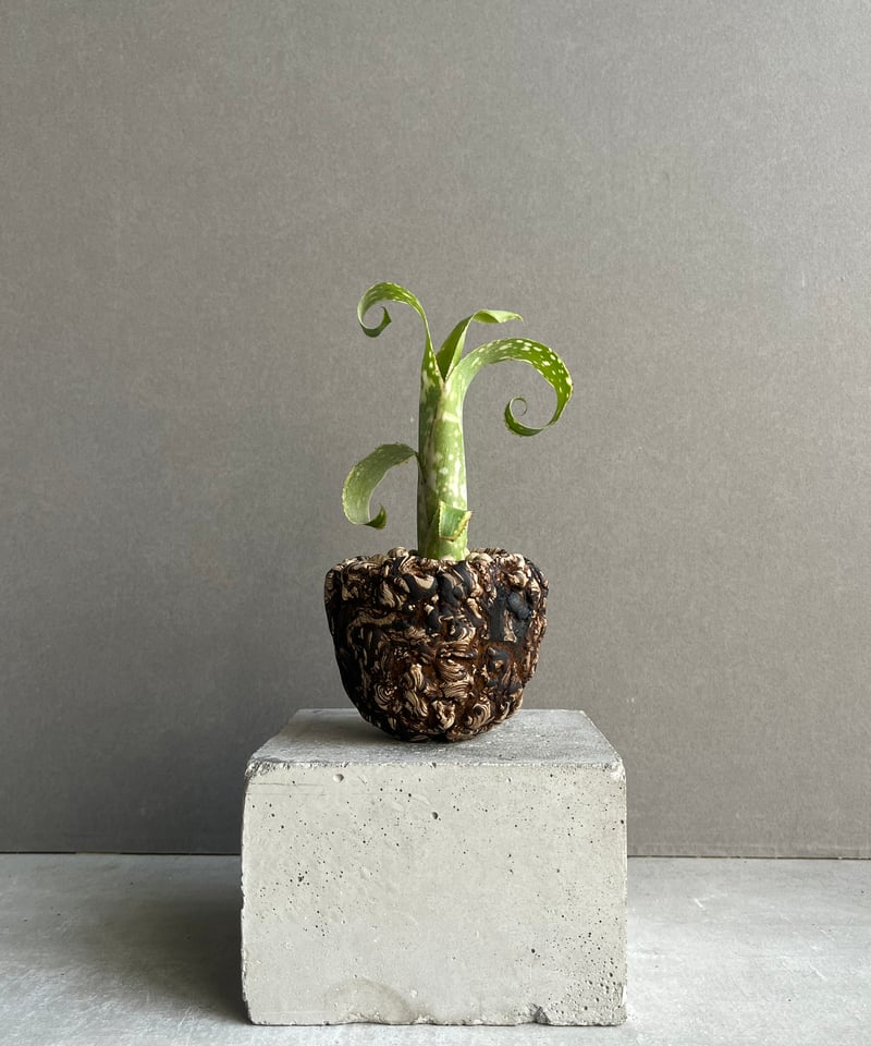 Billbergia 'Tinkerbell' 小型種 ビルベルギア Billbergia 'Tinkerbell