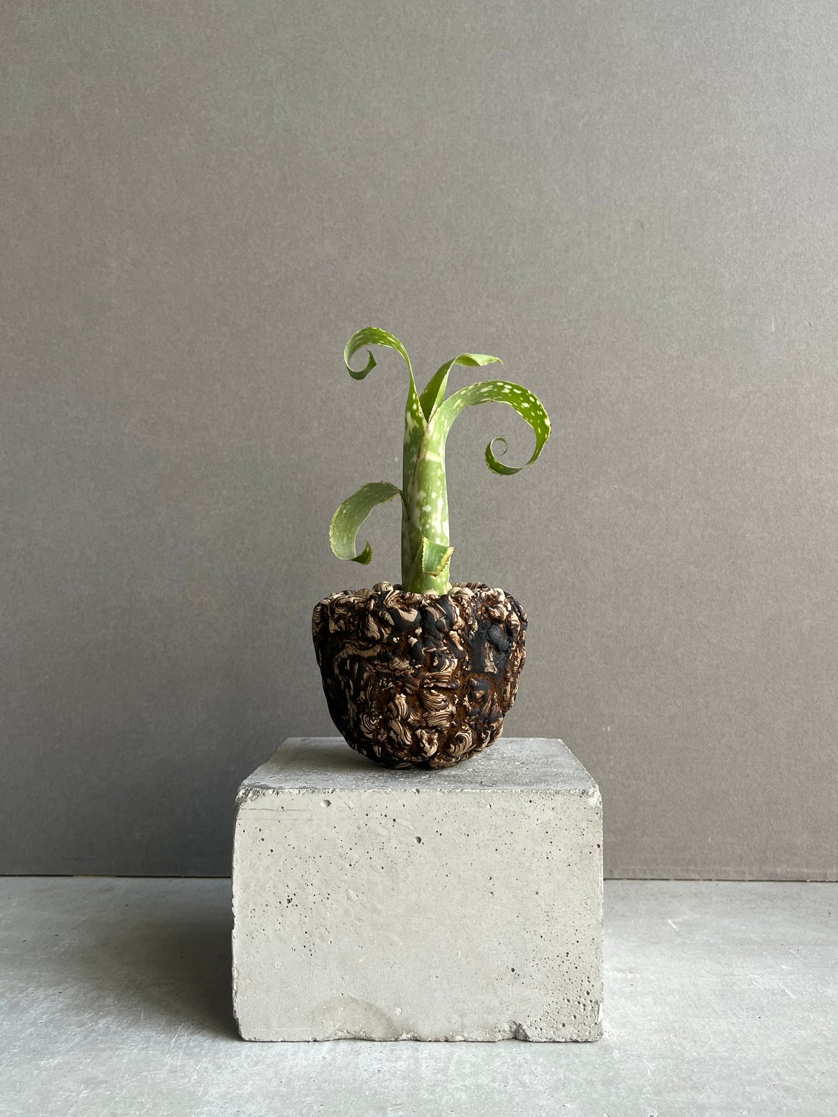 ビルベルギア レプトポーダ + 「plantsmonsters pot Billbergia
