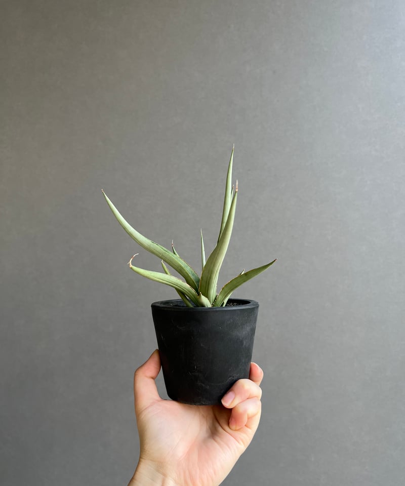 サンセベリア ダンシング ドラゴン 「Sansevieria Dancing