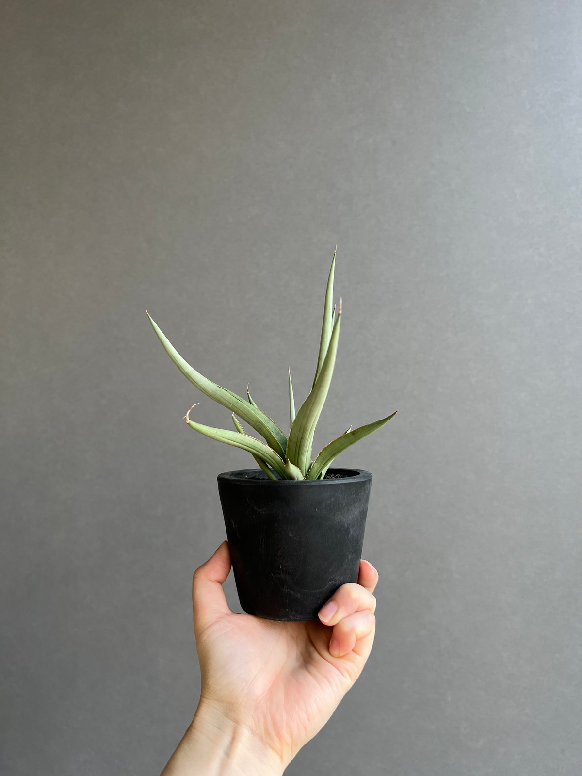 HIRO　サンセベリア　ダンシングドラゴン　希少　送料無料 HIRO様専用 サンセベリア ダンシングドラゴン 希少 送料無料