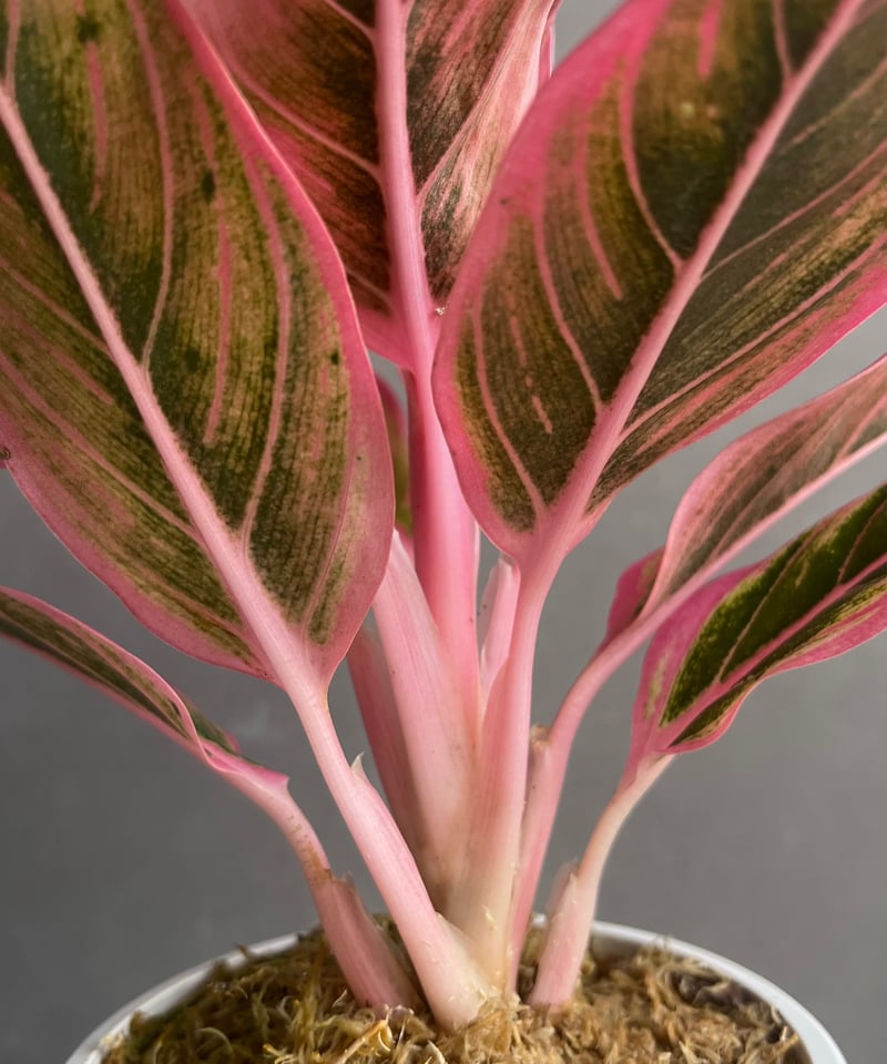アグラオネマ ロータス デライト 「Aglaonema Lotus Delight」80Z |