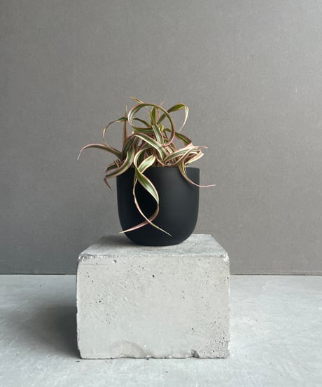 専用　フローレンス錦　抜き苗 hima様専用