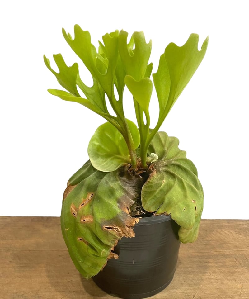 ビカクシダ リドレイ(by ヌクル) 「Platycerium ridleyi (by Nuk