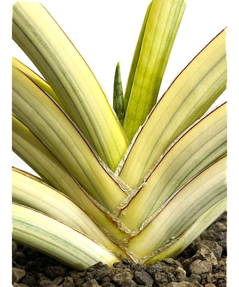 サンセベリア ロイヤルクラウン 斑入り「Sansevieria royal