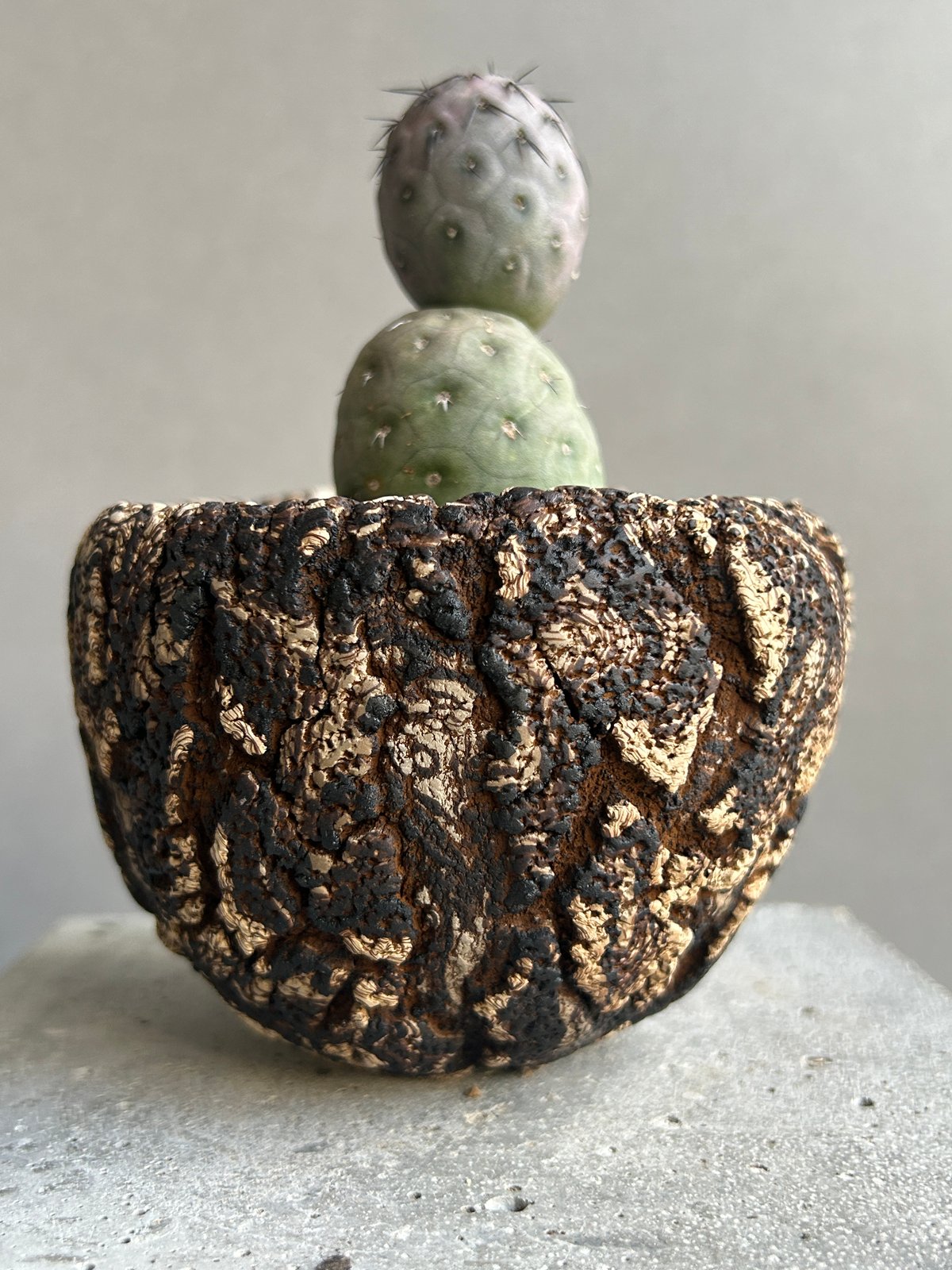 テフロカクタス ゲオメトリクス+plantsmonsters pot 「Tephrocactu