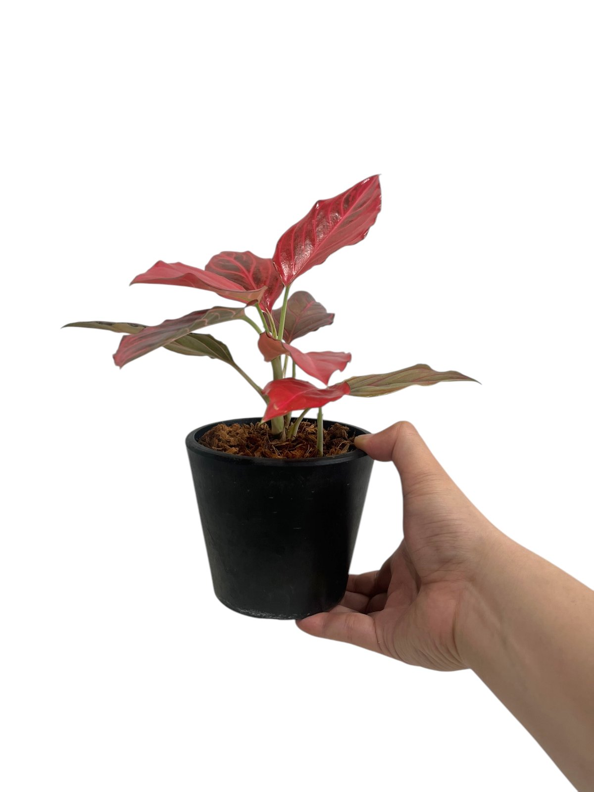 アグラオネマ レッド ベイン 「Aglaonema Red Vein」2U | SHOUCHI