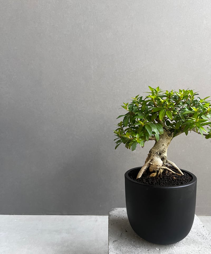 うち” 盆栽 「“UCHI” BONSAI 」67A | SHOUCHIKUEN