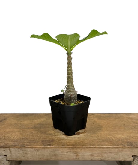 CATEGORY コーデックス(塊根植物) | SHOUCHIKUEN