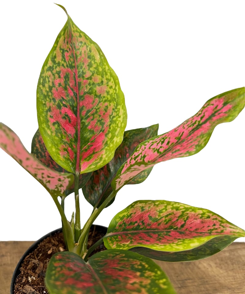 アグラオネマ カンクン 'ブラック' 「Aglaonema Kankun 'Black'」10