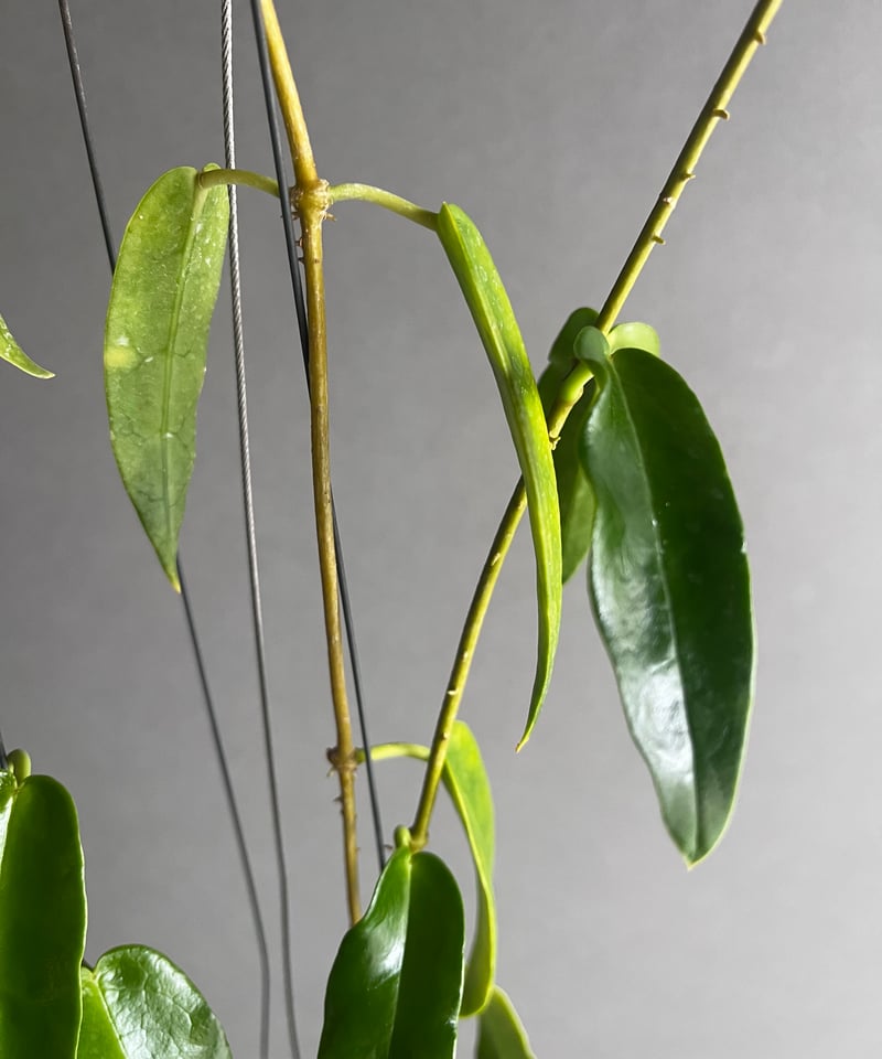 1141＊Hoya＊ホヤ＊アークボルディアナ＊斑入り＊ホヤ＊アークボル