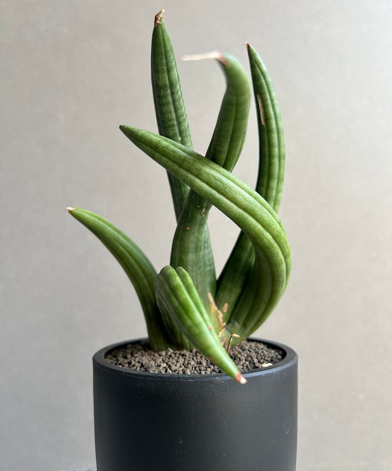 サンセベリア アンヤマニー ハイブリッド “トルネード”「Sansevieria