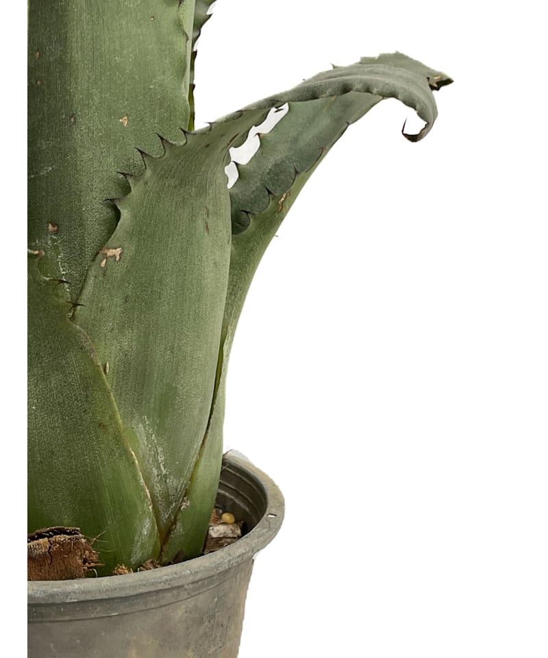 ホヘンベルギア sp. 357「Hohenbergia sp. 357」 5/24-619