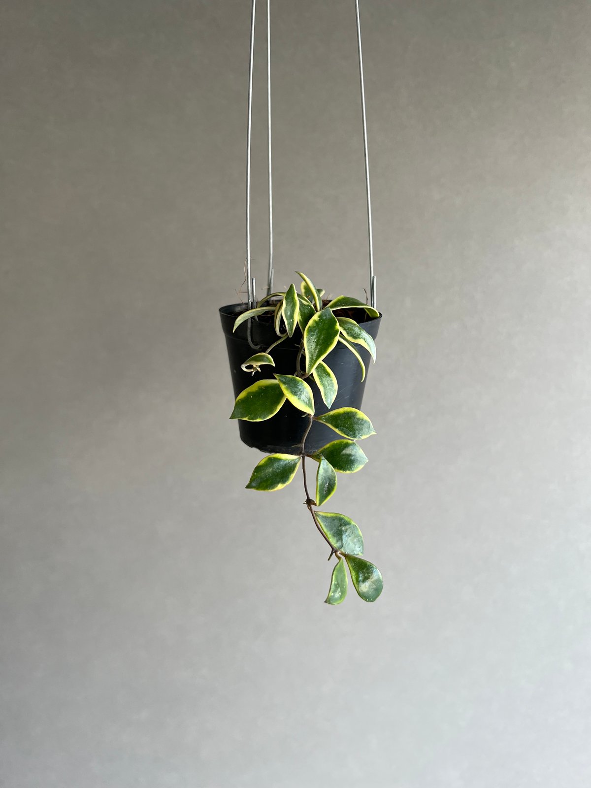 ホヤ バコエンシス アルボマルギナータ 「Hoya bakoensis albomargina