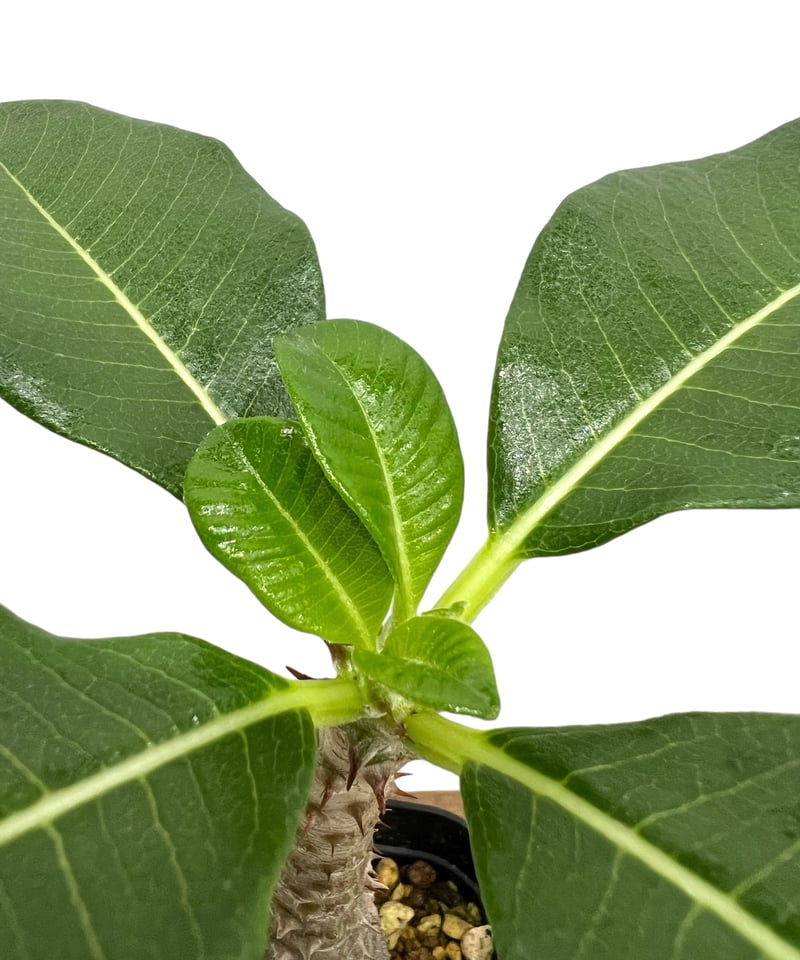 パキポディウム ウィンゾリー 実生苗 「Pachypodium baronii var