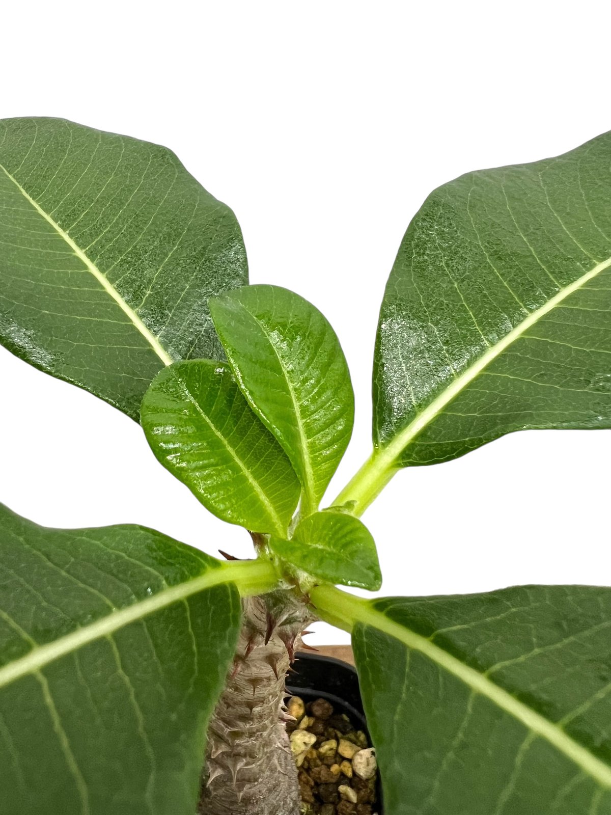 パキポディウム・ウィンゾリー、バロニー 実生苗　赤花セット⑤ isla del pescado - Pachypodium baronii var. windsorii
