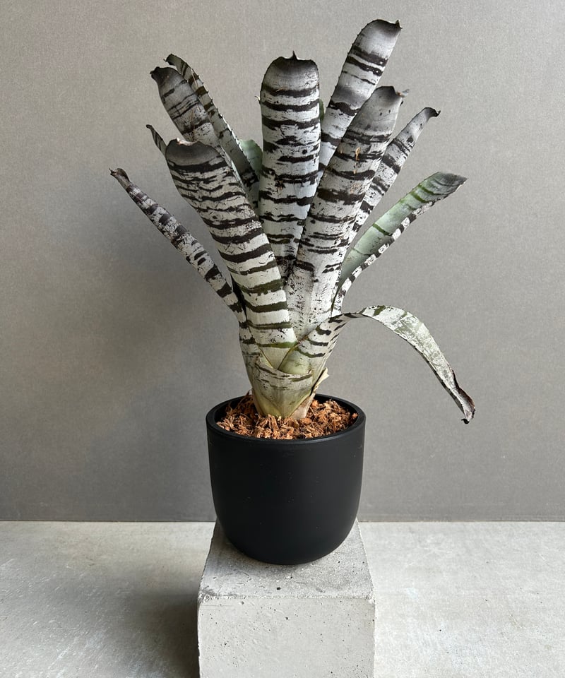 エクメア チャンティニー ブラック セレクト 「Aechmea chantinii Black