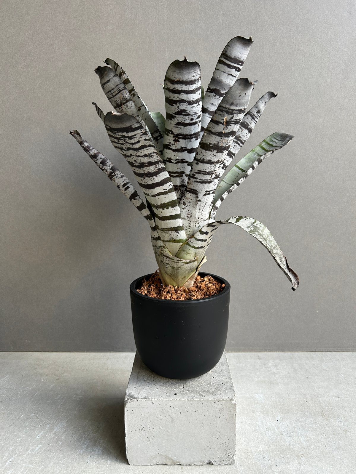 エクメア チャンティニー ブラック セレクト 「Aechmea chantinii Black