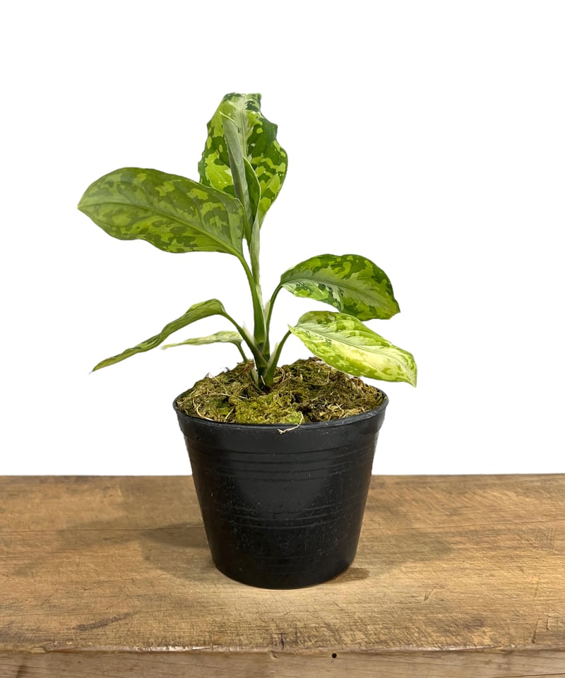 アグラオネマ ピクタム トリカラー「Aglaonema pictum tricolor」79J