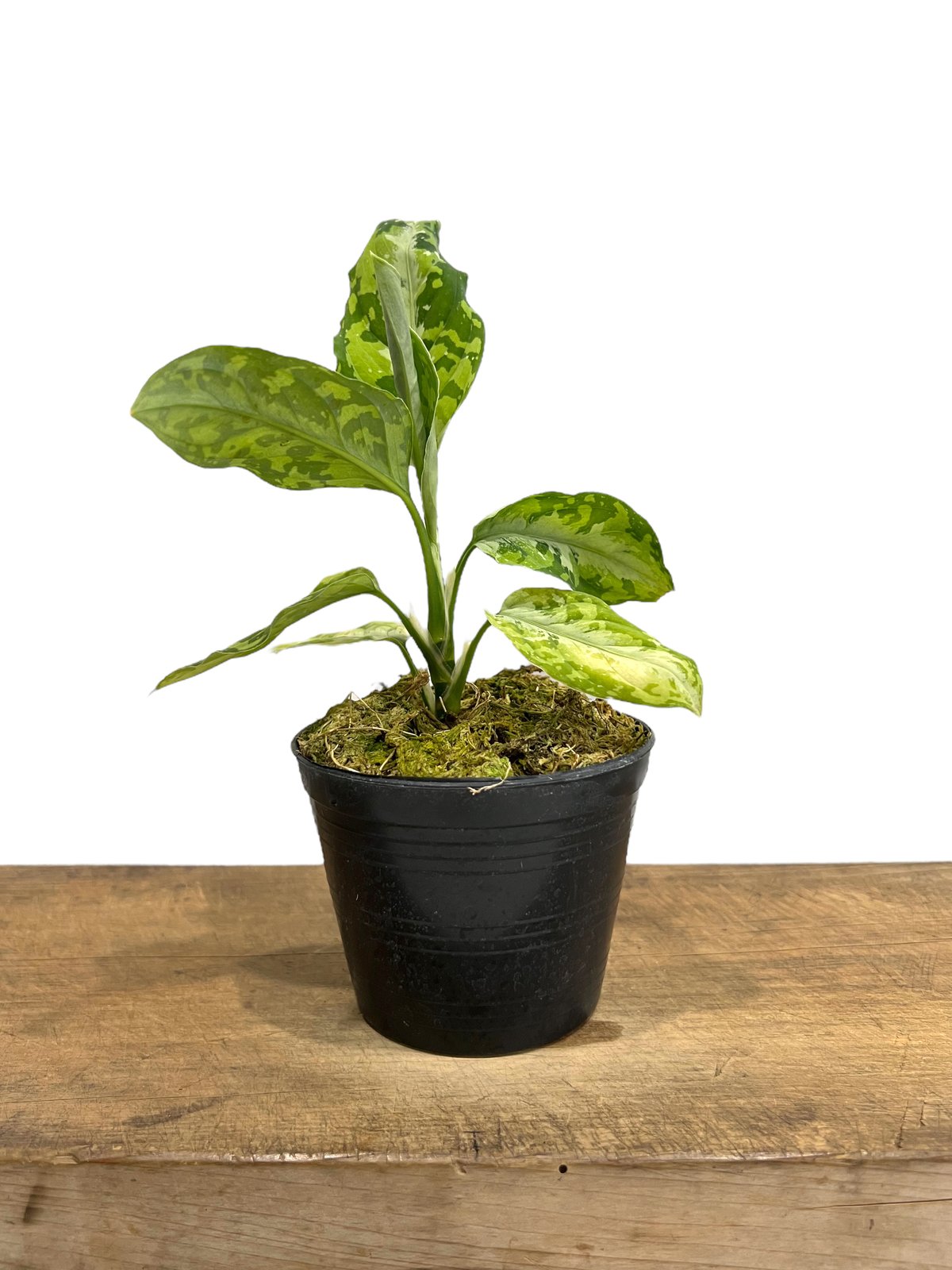 アグラオネマ ピクタム トリカラー「Aglaonema pictum tricolor」79J