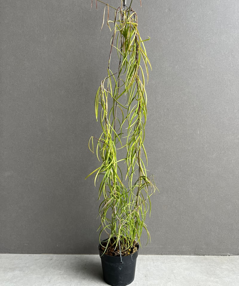 ホヤ ステノフィラ 」Hoya stemophylla」73M | SHOUCHIKUEN