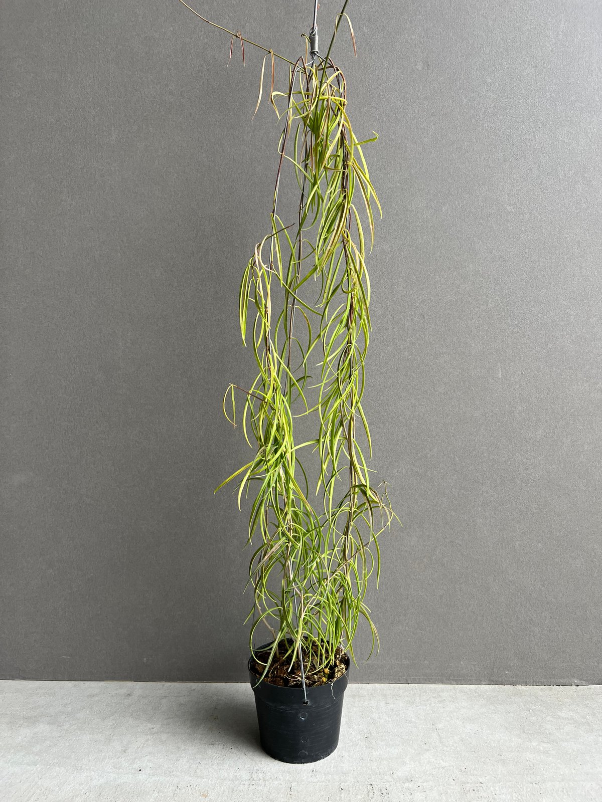 専用＊0927＊ホヤ ＊ステノフィラ 専用＊0927＊ホヤ ＊ステノフィラ - メルカリ