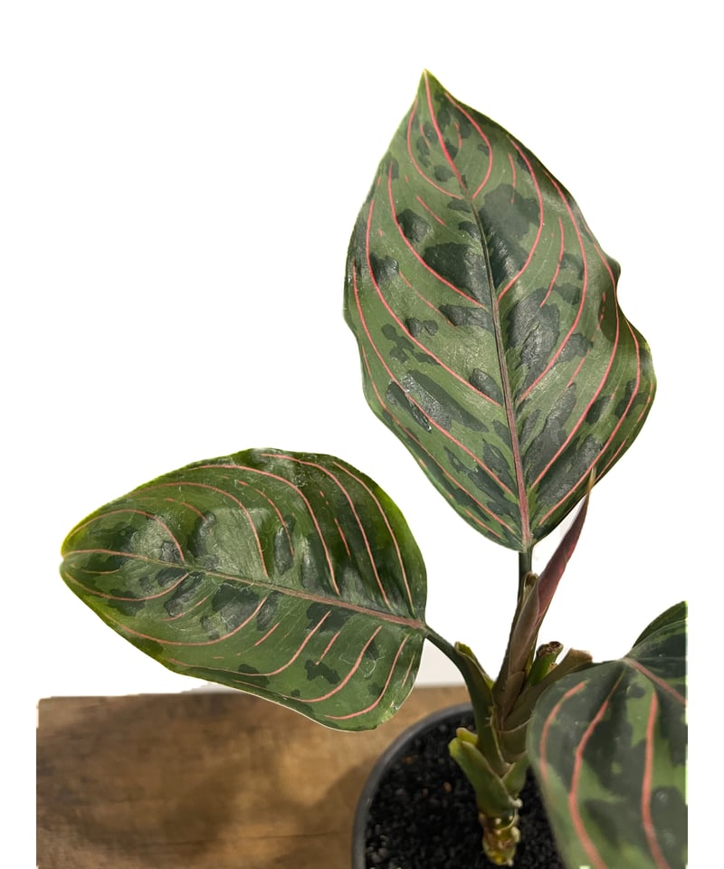 アグラオネマ レッドアーミー「Aglaonema Red Army」7/26-196@ | S