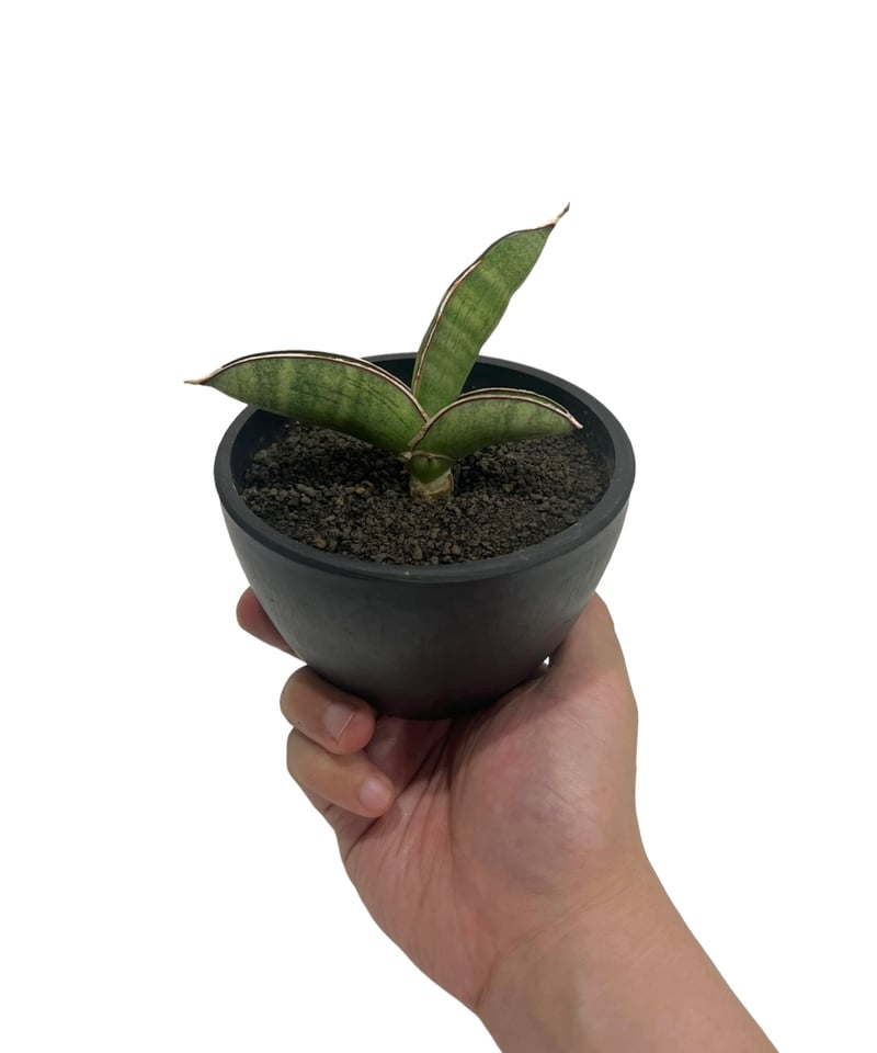 サンスベリア エイレンシスSansevieria Eilensis d サンスベリア エイレンシス – 皇帝と呼ばれるレア株！玄関育成に