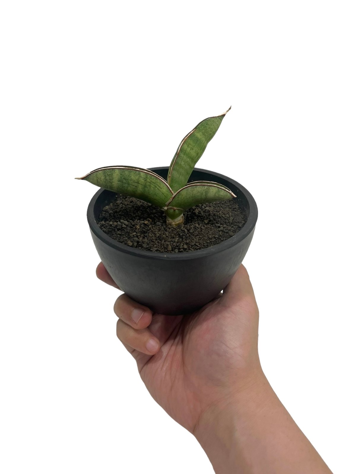 サンセベリア エイレンシス 「Sansevieria eilensis Lav.10178」9