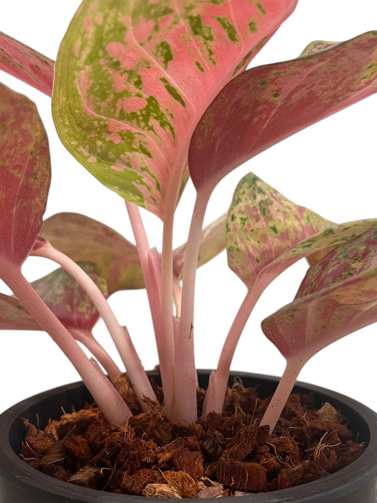 アグラオネマ プラチナム カラット 「Aglaonema Platinum Karat」4W