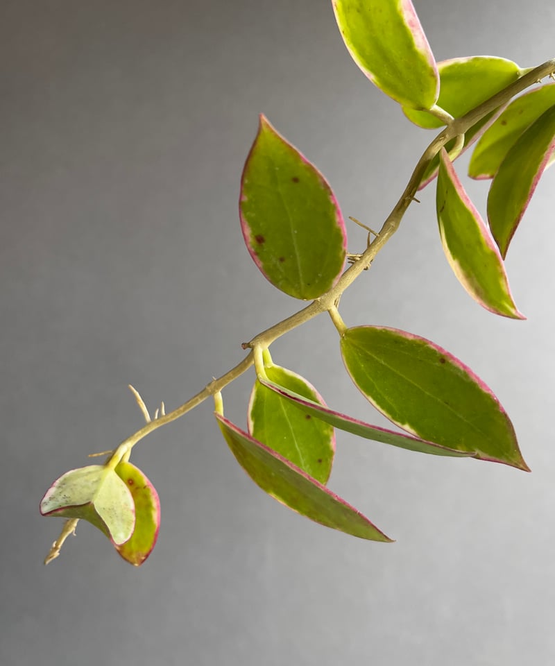 ご予約品Hoya para 'Albomarginata'