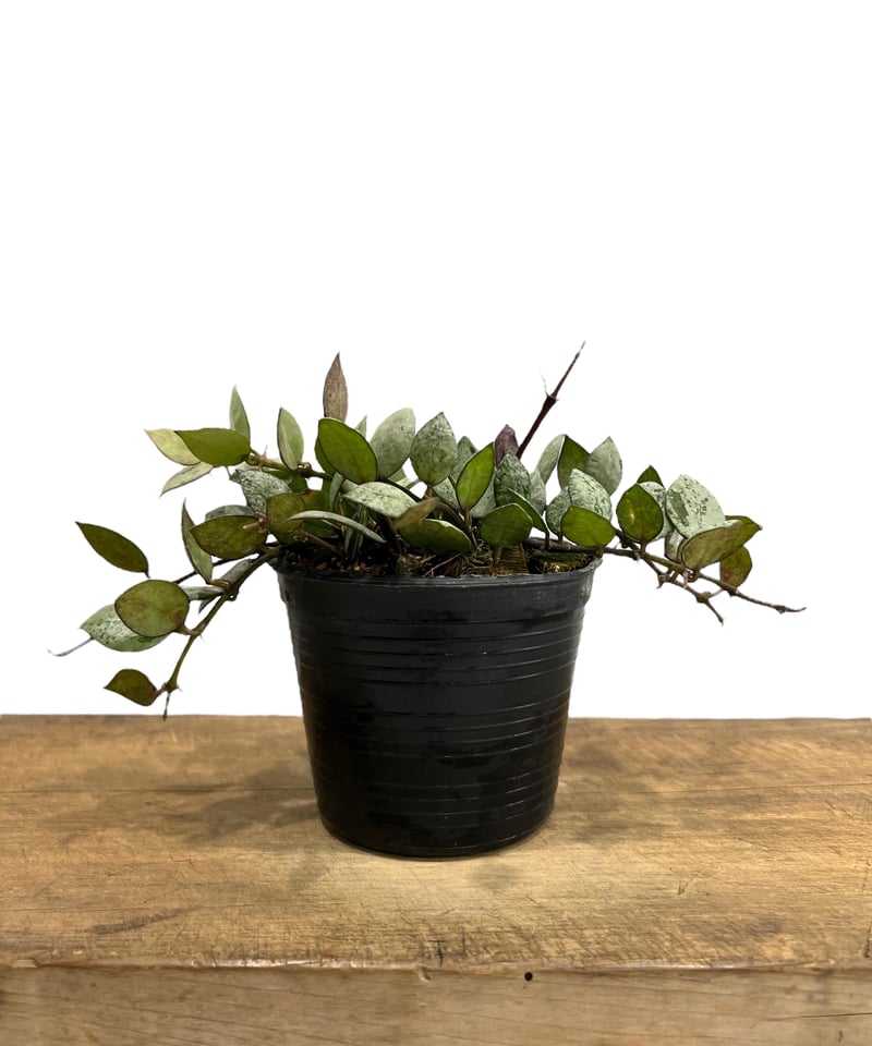 ホヤ クローニアナ ブラック シルバー 「Hoya krohniana Black Silve 