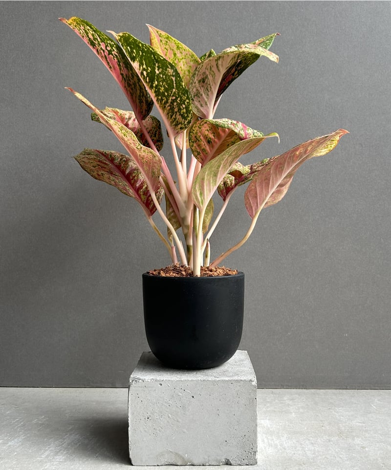 アグラオネマ プラチナム カラット 「Aglaonema Platinum Karat」13G