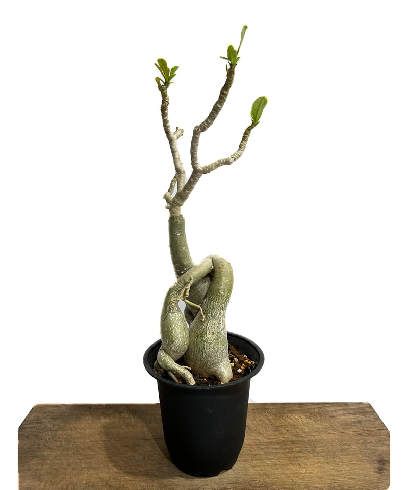 アデニウム‼️ アデニウム：オベスム（ピンク花） チャンプー64 4号鉢植え の