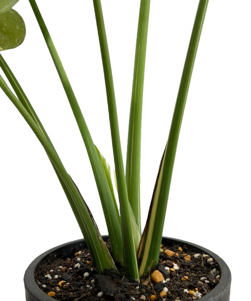 モンステラ タイ コンステレーション 「Monstera deliciosa Thai モンステラ タイ コンステレーション 「Monstera deliciosa Thai