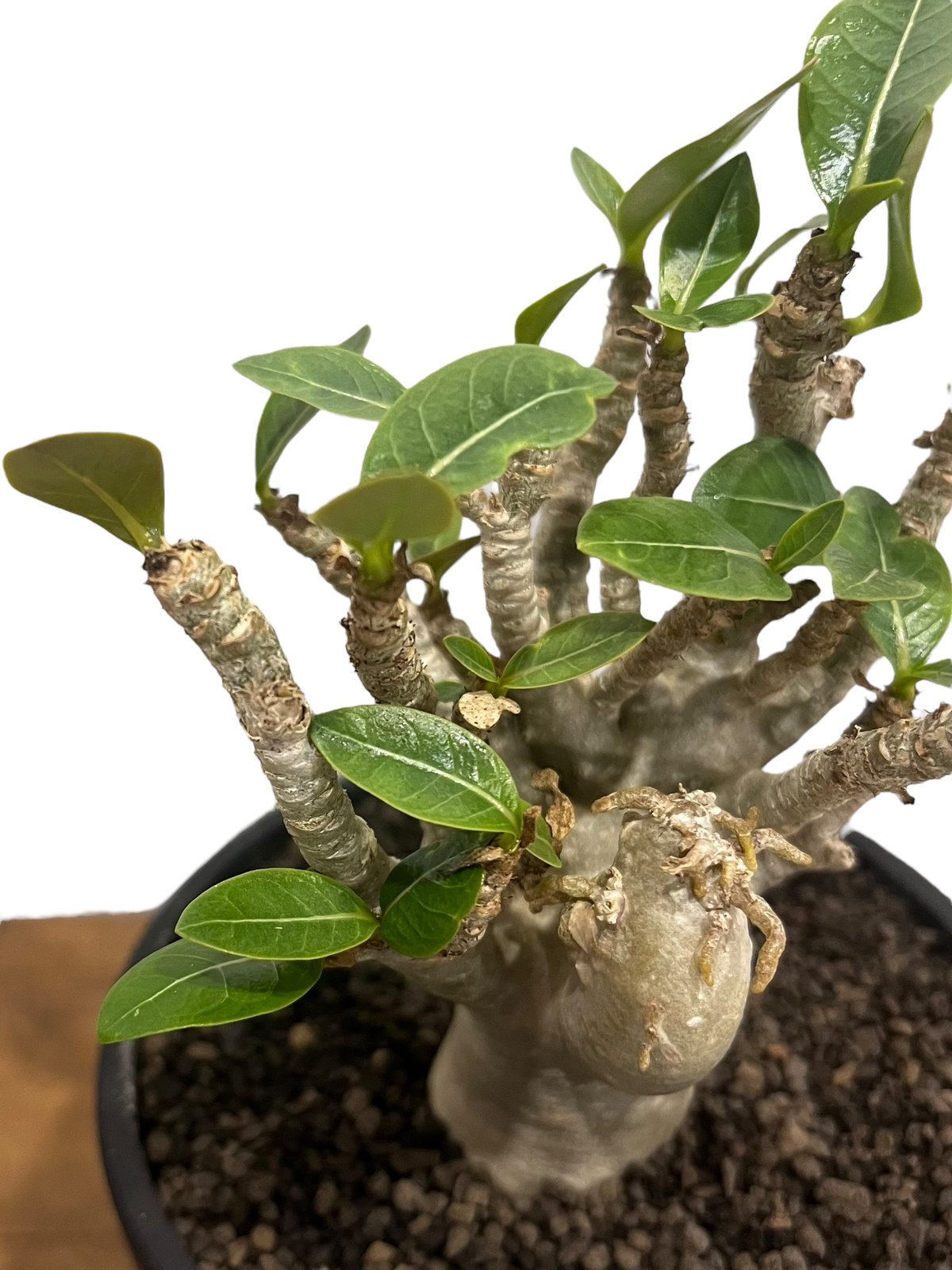 アデニウム オベスム Adenium obesum アデニウム オベスム “選抜個体” 「Adenium obesum “Select!」76U