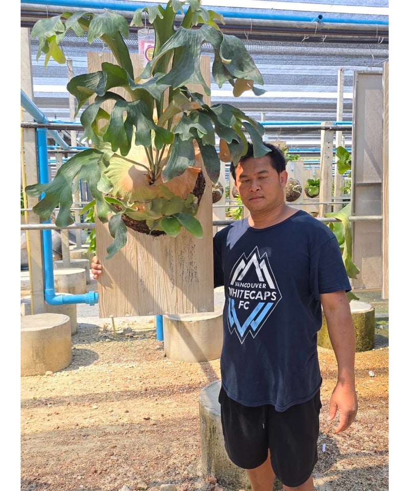 ビカクシダP.hillii hybrid 親株 ヒリーハイブリッド 特大 P.Hillii